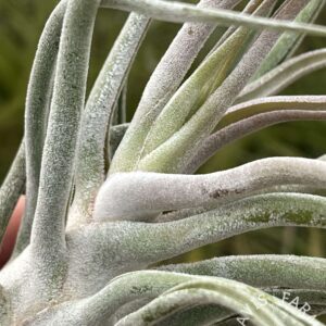 Tillandsia 'Ty' (ehlersiana x bulbosa Belize) T.I. Clone