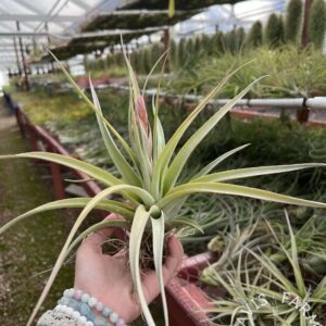 Tillandsia chiapensis x concolor "Majestic"