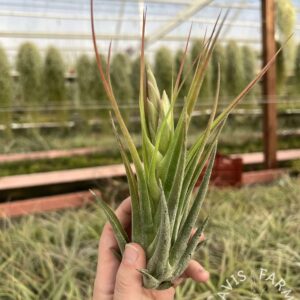 Tillandsia seleriana x circinnatoides