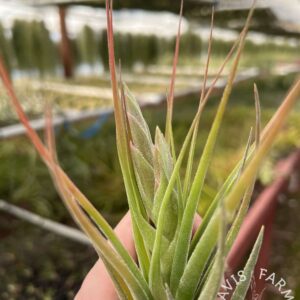Tillandsia seleriana x circinnatoides IN BLOOM