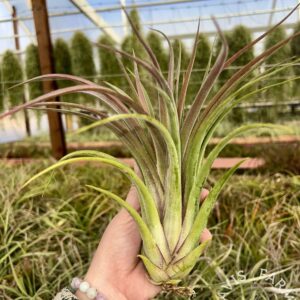 Tillandsia seleriana x velutina