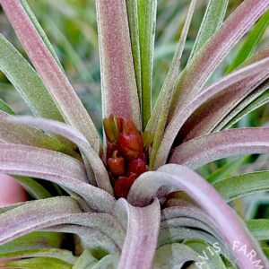 Tillandsia seleriana x velutina IN BLOOM