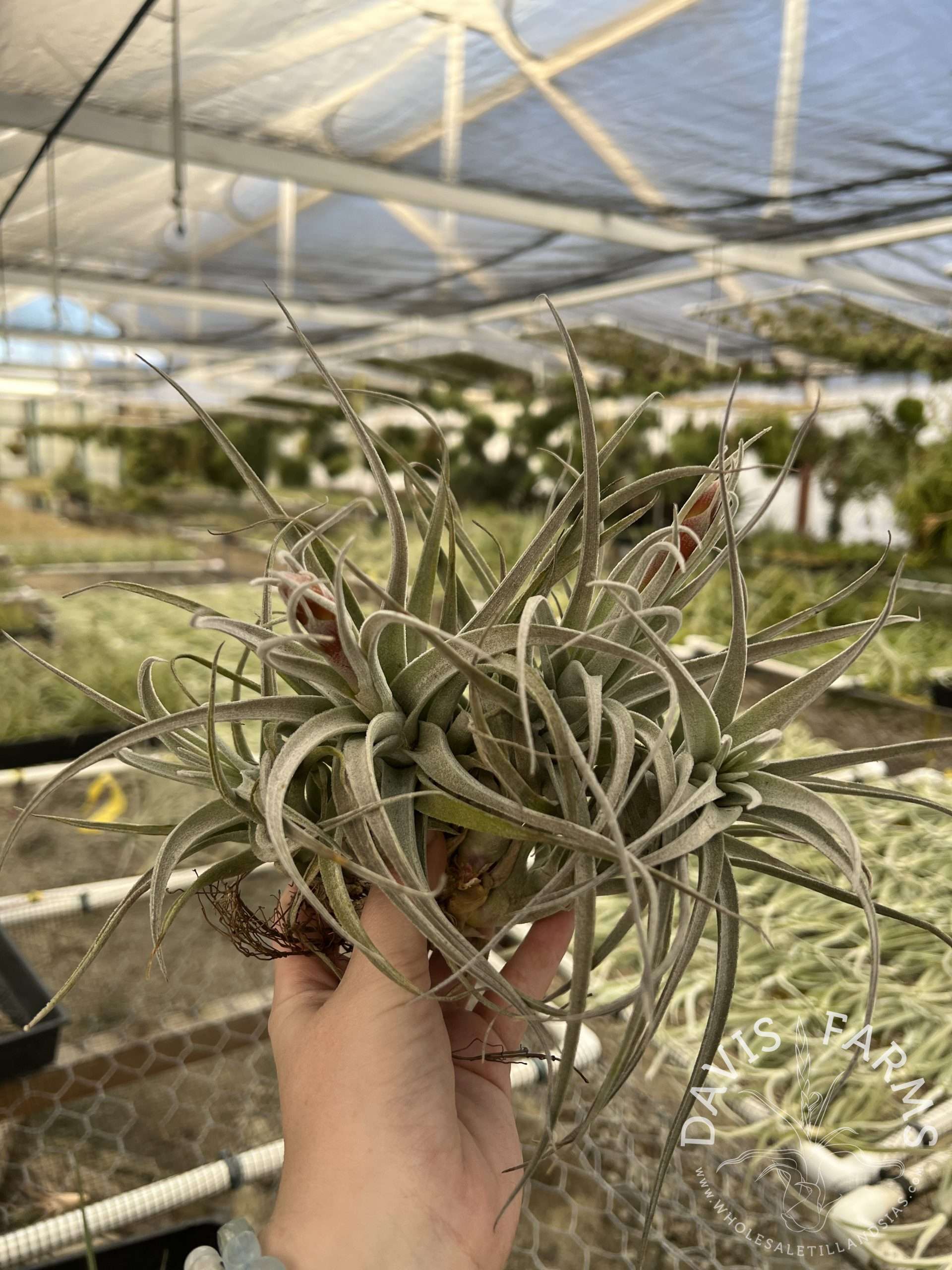 Tillandsia recurvifolia