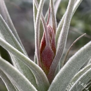 Tillandsia recurvifolia