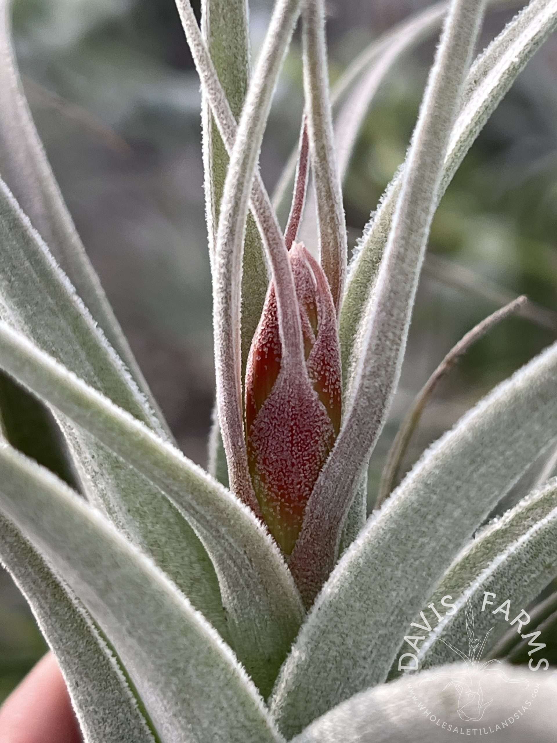 Tillandsia recurvifolia