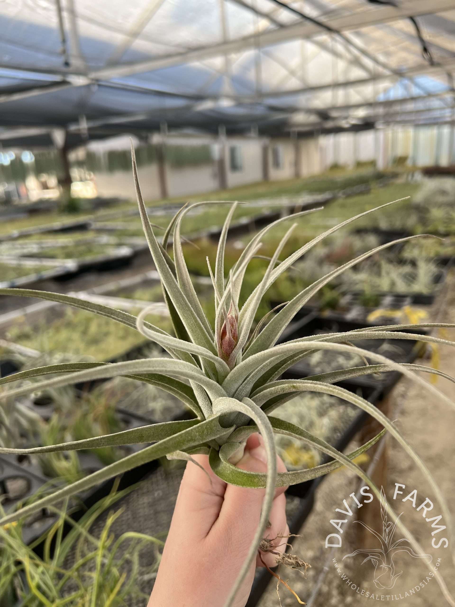 Tillandsia recurvifolia