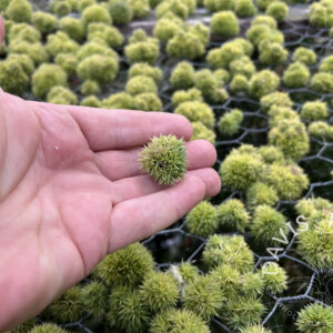 Tillandsia aeranthos Teddy Bear