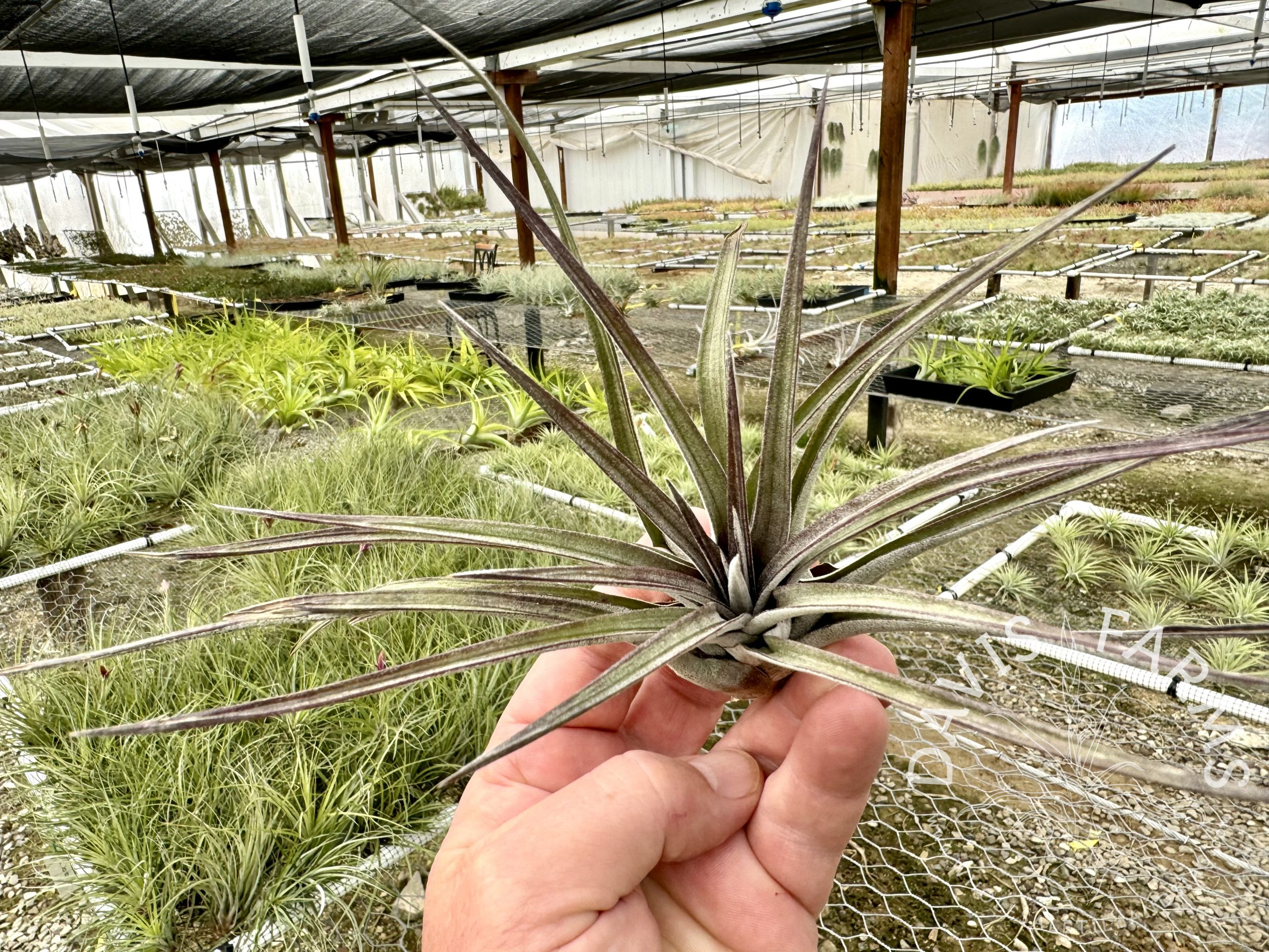 Tillandsia carrilloi AKA Calavera