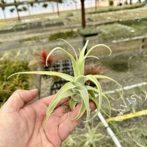 Tillandsia diguetii