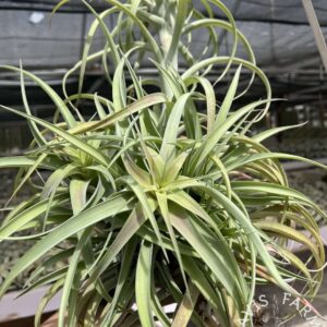 Tillandsia riohondoensis Specimen Clump IN BLOOM