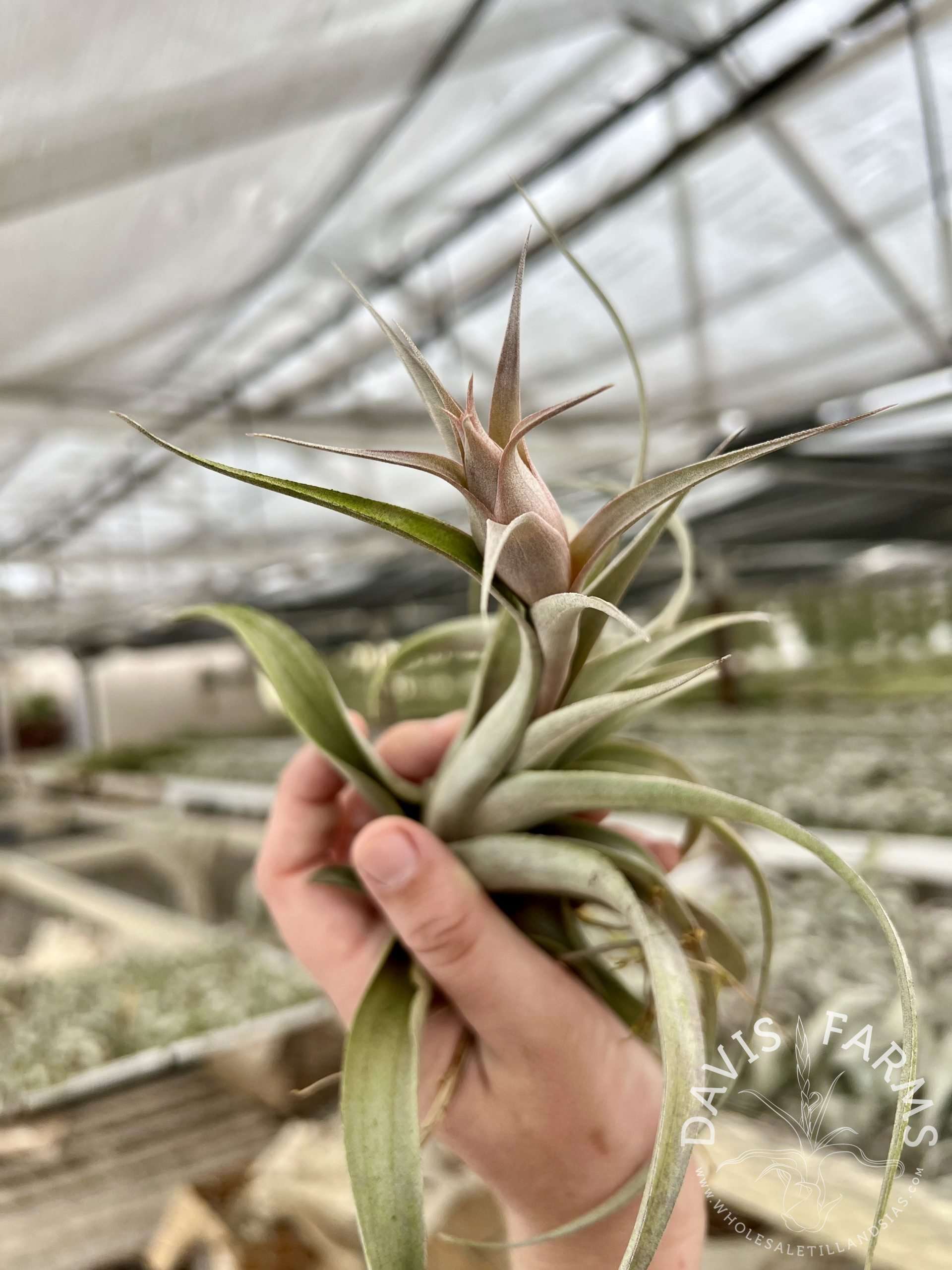 Tillandsia sphaerocephala IN BLOOM