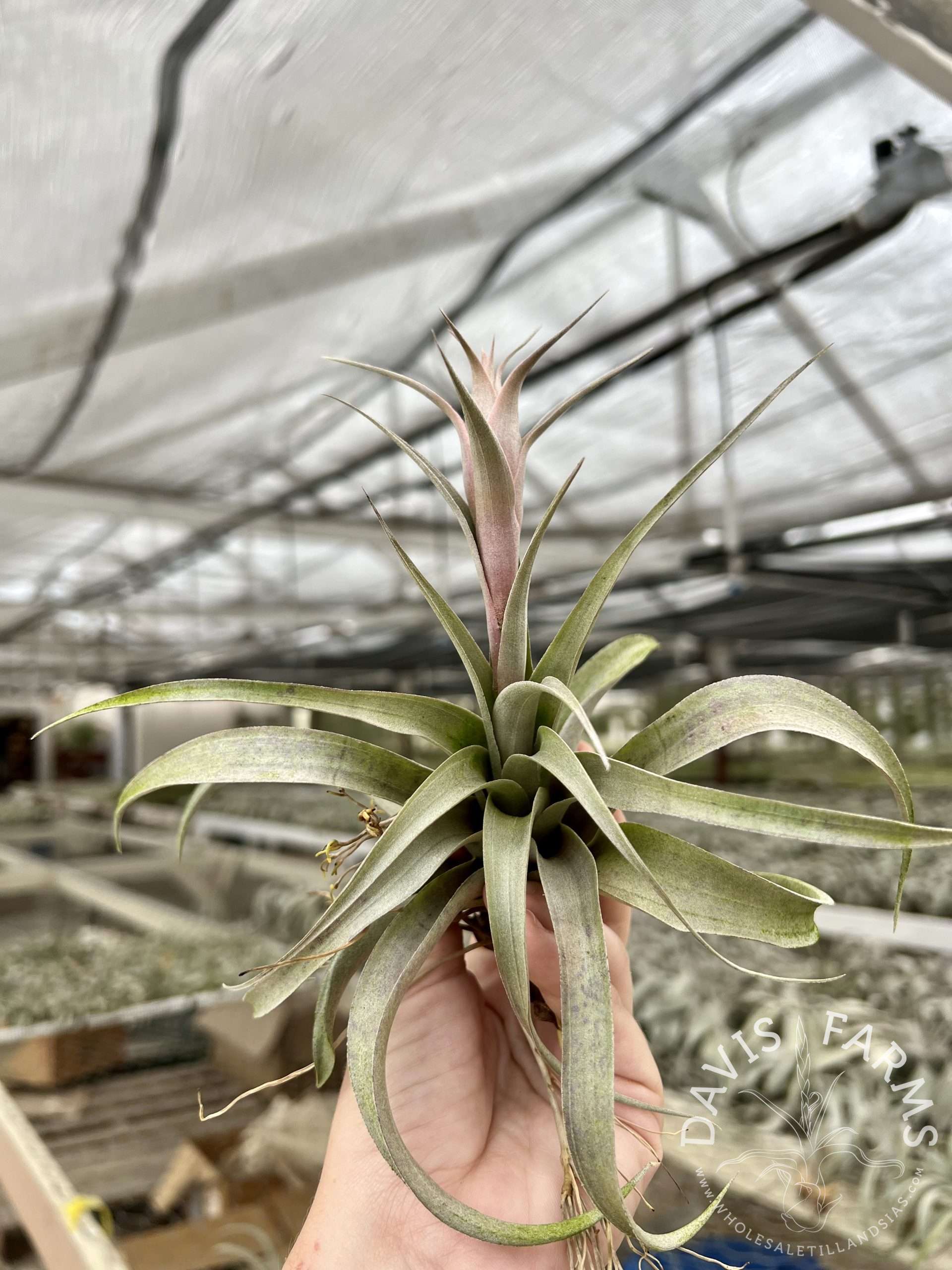 Tillandsia sphaerocephala IN BLOOM