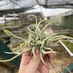 Tillandsia santiagoensis
