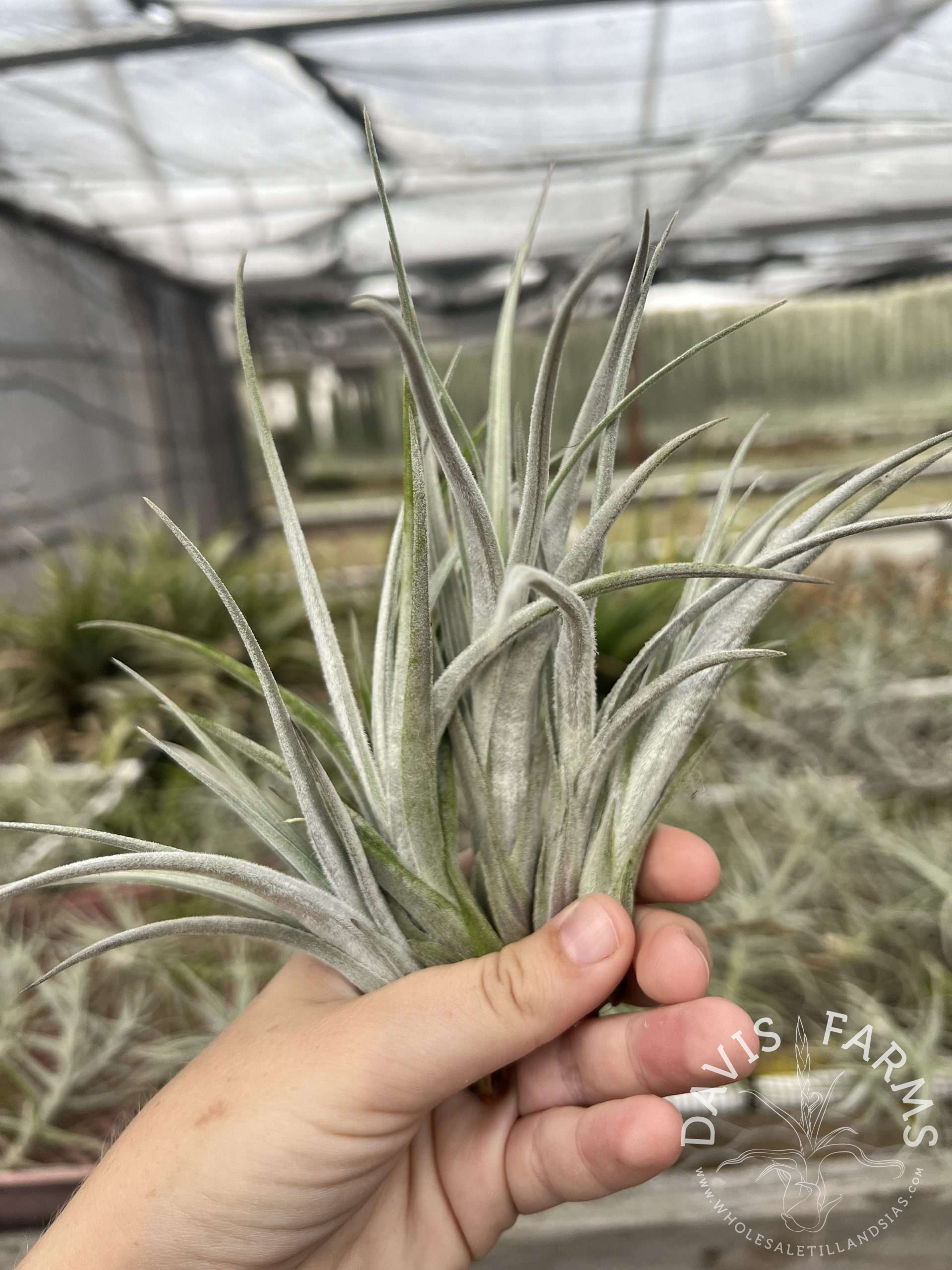 Tillandsia cardenasii