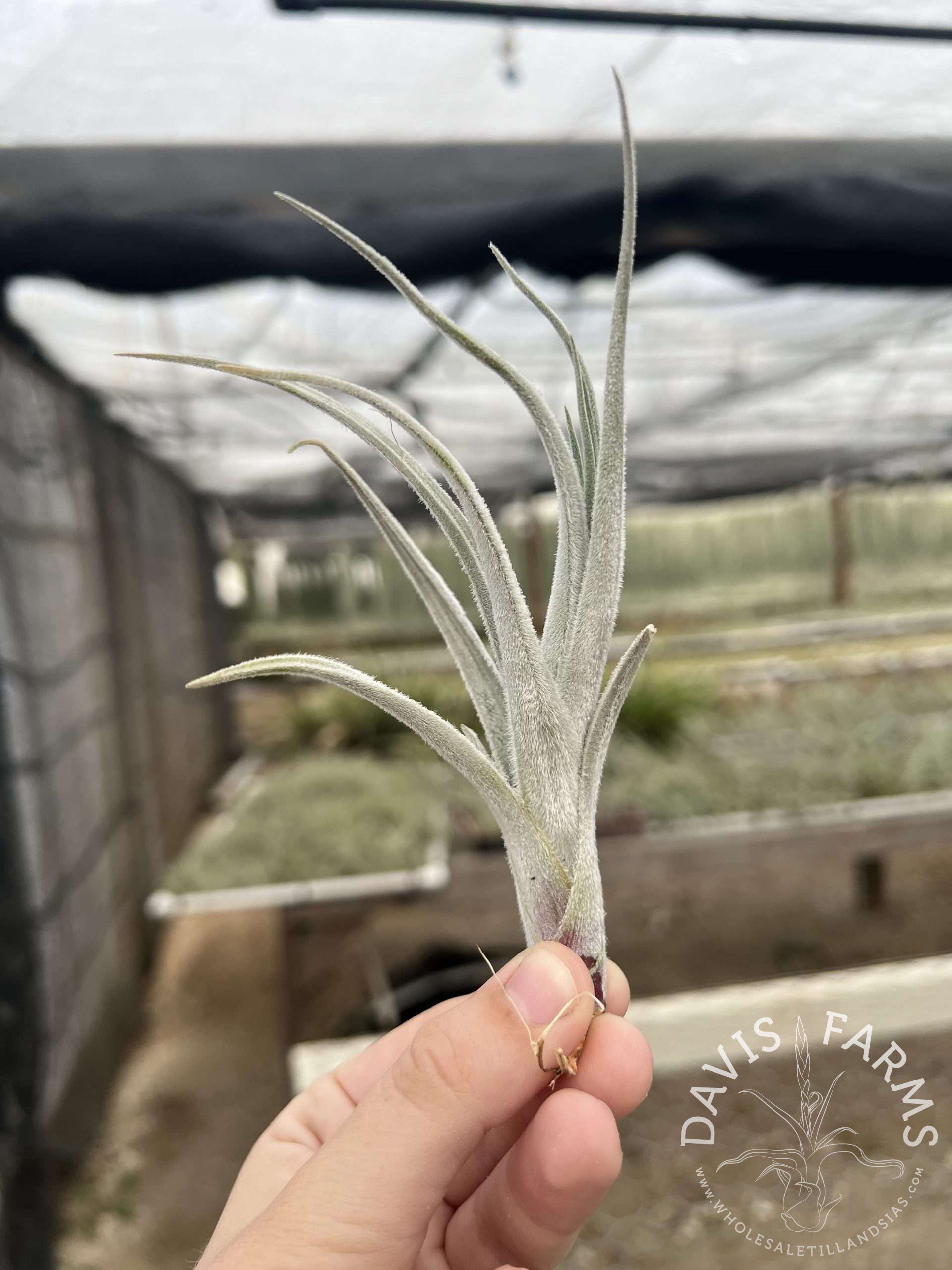 Tillandsia cardenasii