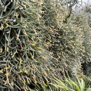 Tillandsia capillaris Type 4 Clumps