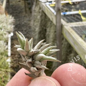 Tillandsia brealitoensis