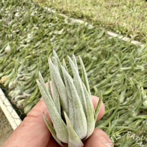Tillandsia brachyphylla