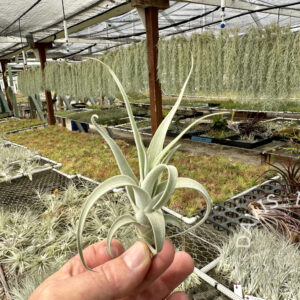 Tillandsia humilis, Ayacucho