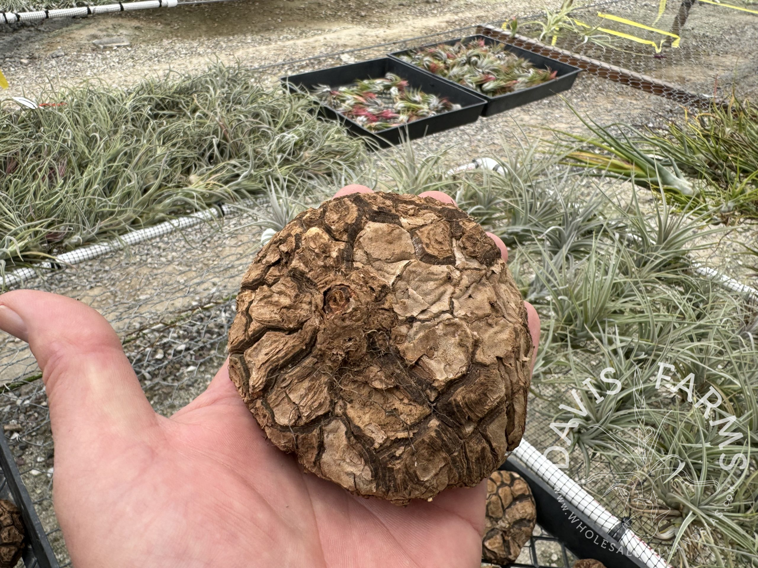 Dioscorea elephantipes