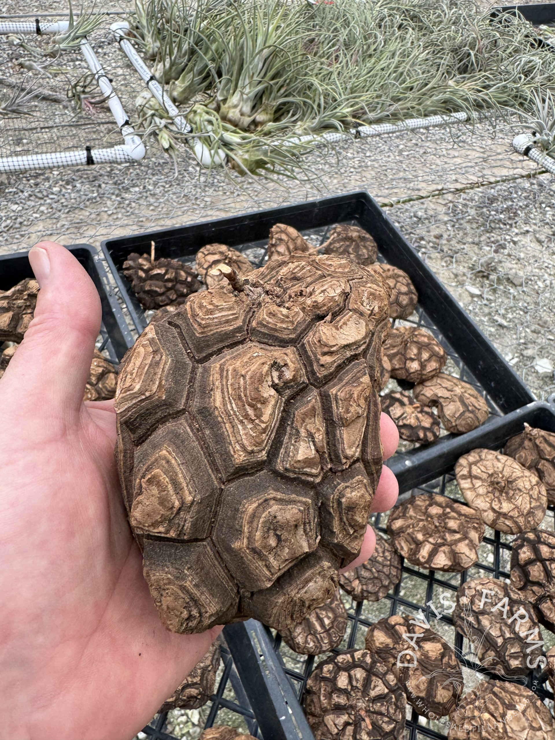 Dioscorea elephantipes