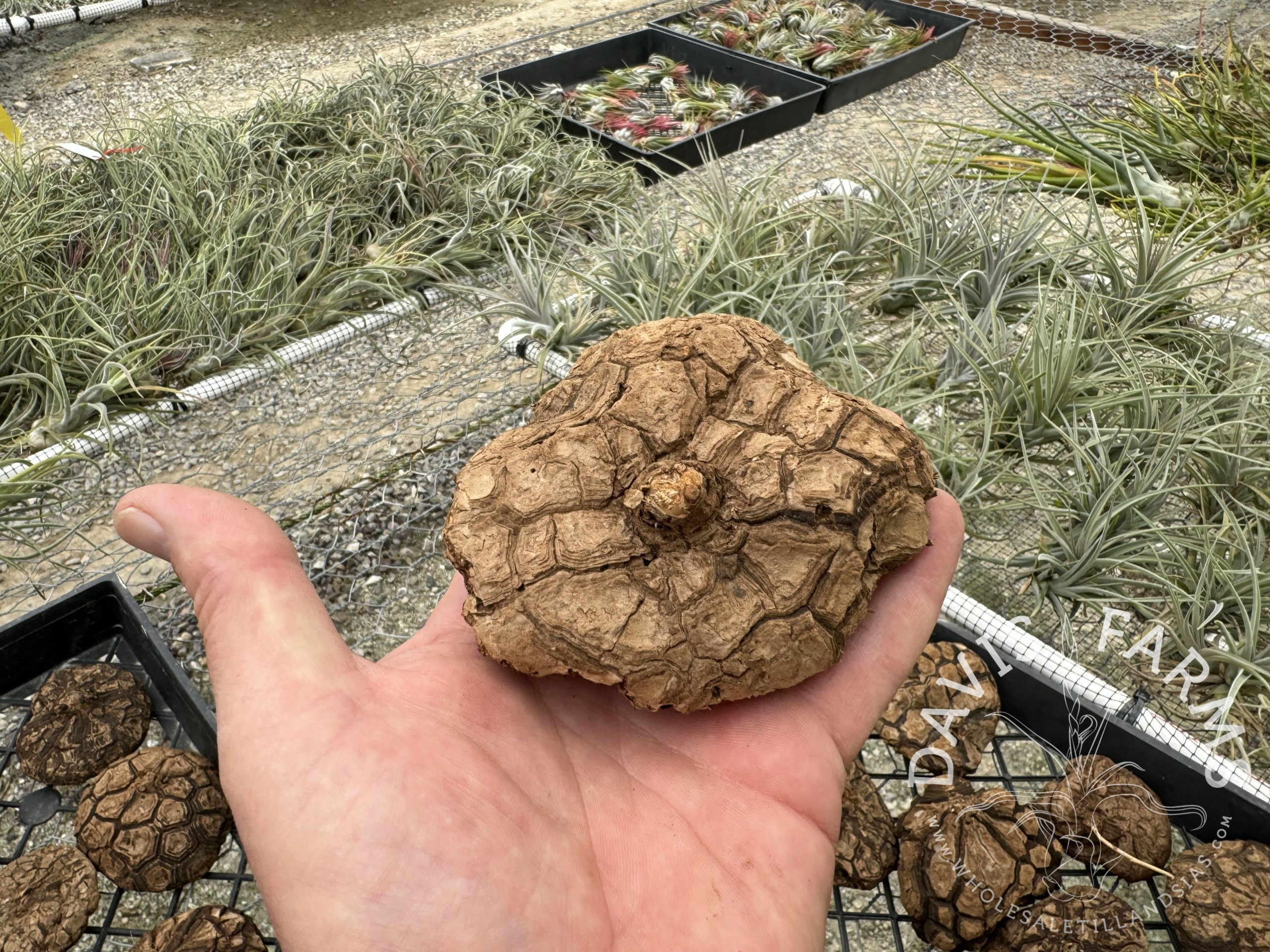 Dioscorea elephantipes