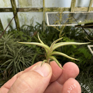 Tillandsia andicola