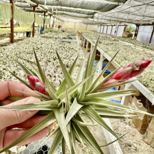 Tillandsia aeranthos x ixioides small clump