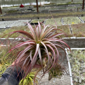 Tillandsia brachycaulos giant hybrid