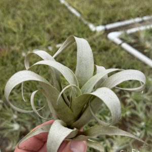 Tillandsia cajamarcensis