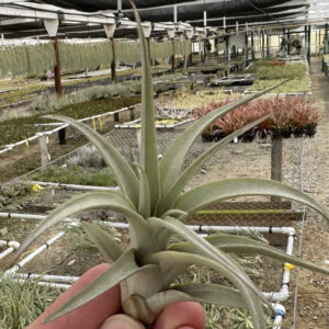 Tillandsia pseudomicans