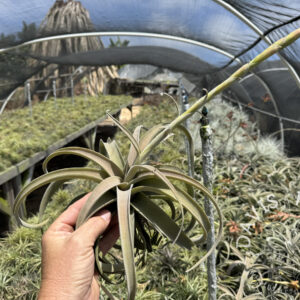 Tillandsia latifolia leucophylla IN BLOOM