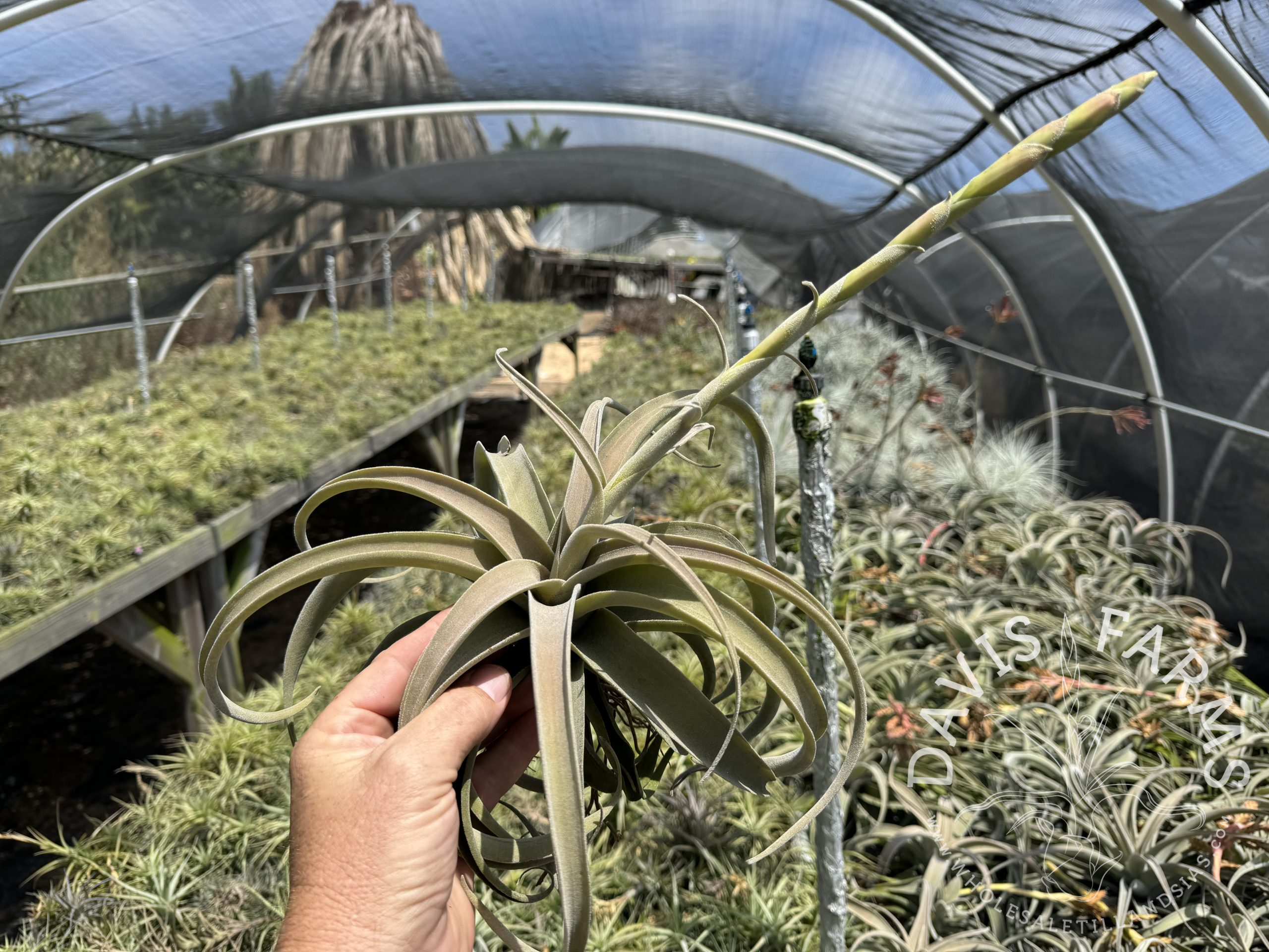 Tillandsia latifolia leucophylla IN BLOOM