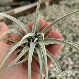 Tillandsia x genseri (Natural hybrid of T. argentina and T ixioides)