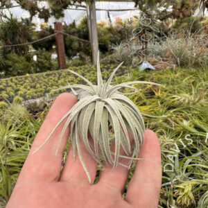 Tillandsia mauryana