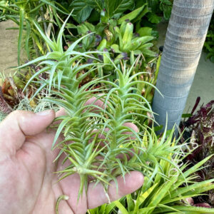 Tillandsia cocoensis hybrid