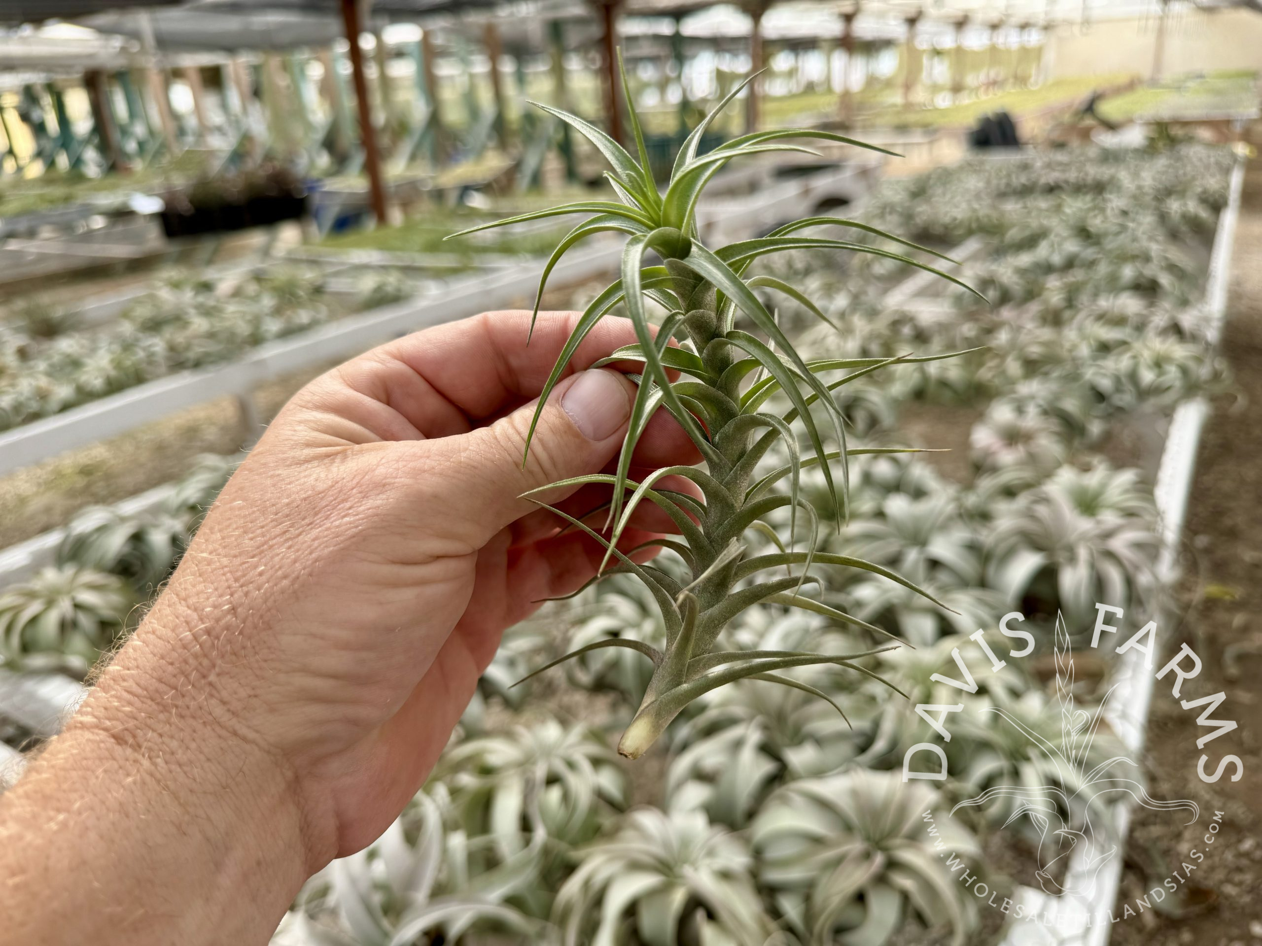 Tillandsia cocoensis hybrid
