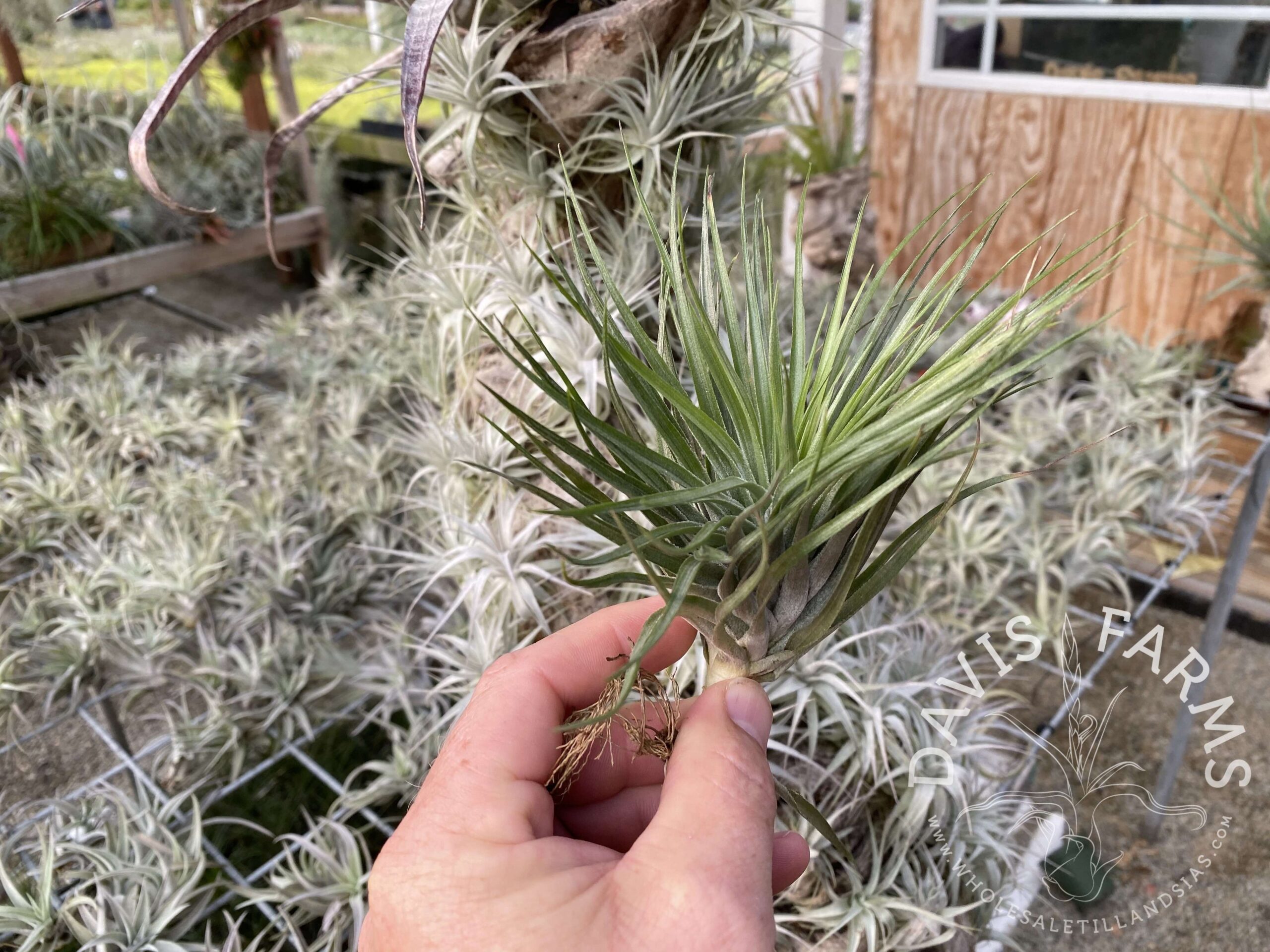 Tillandsia Houston upright green