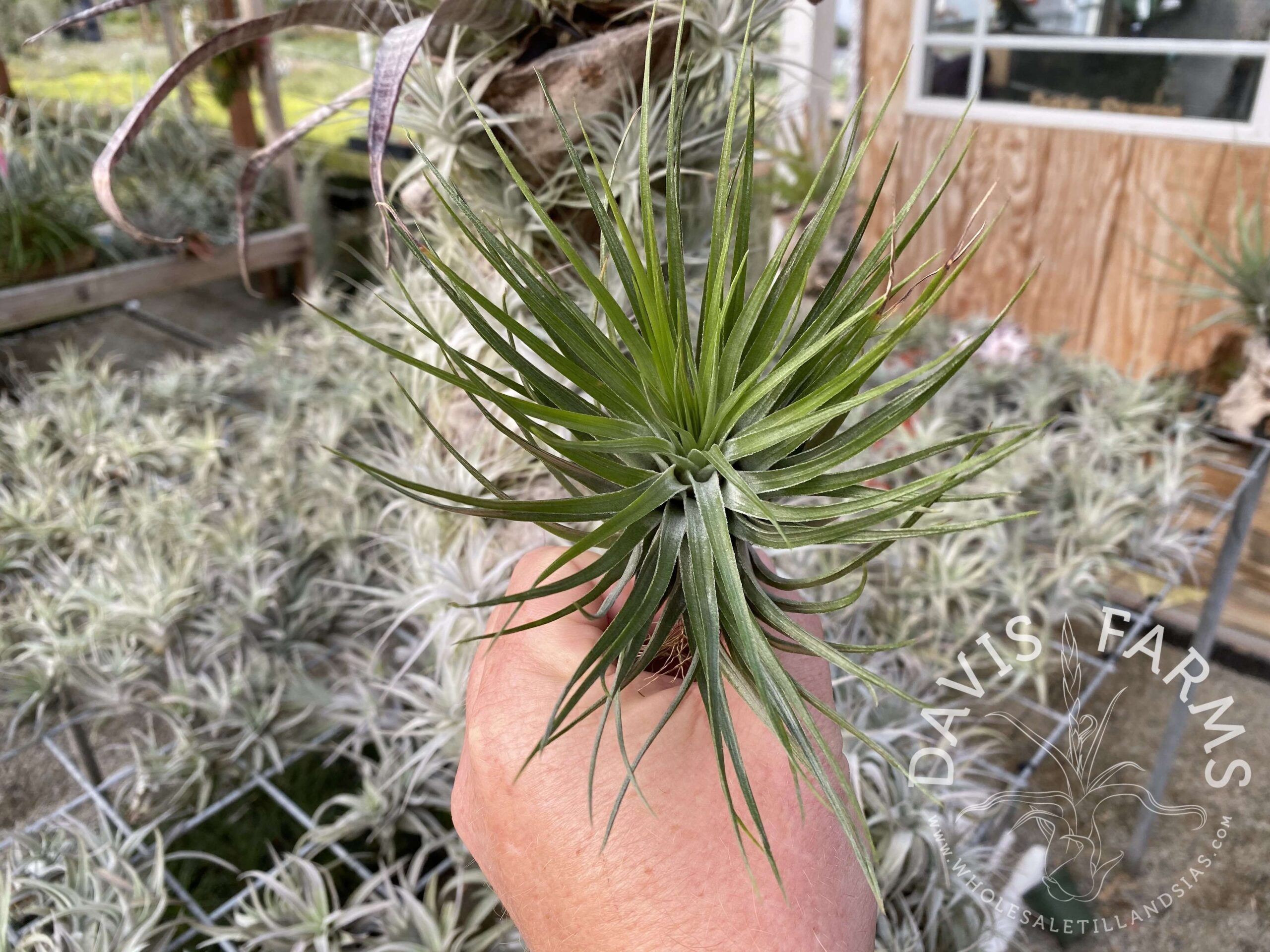 Tillandsia Houston upright green