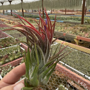 Tillandsia pruinosa x seleriana