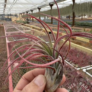 Tillandsia pruinosa x scaposa select red