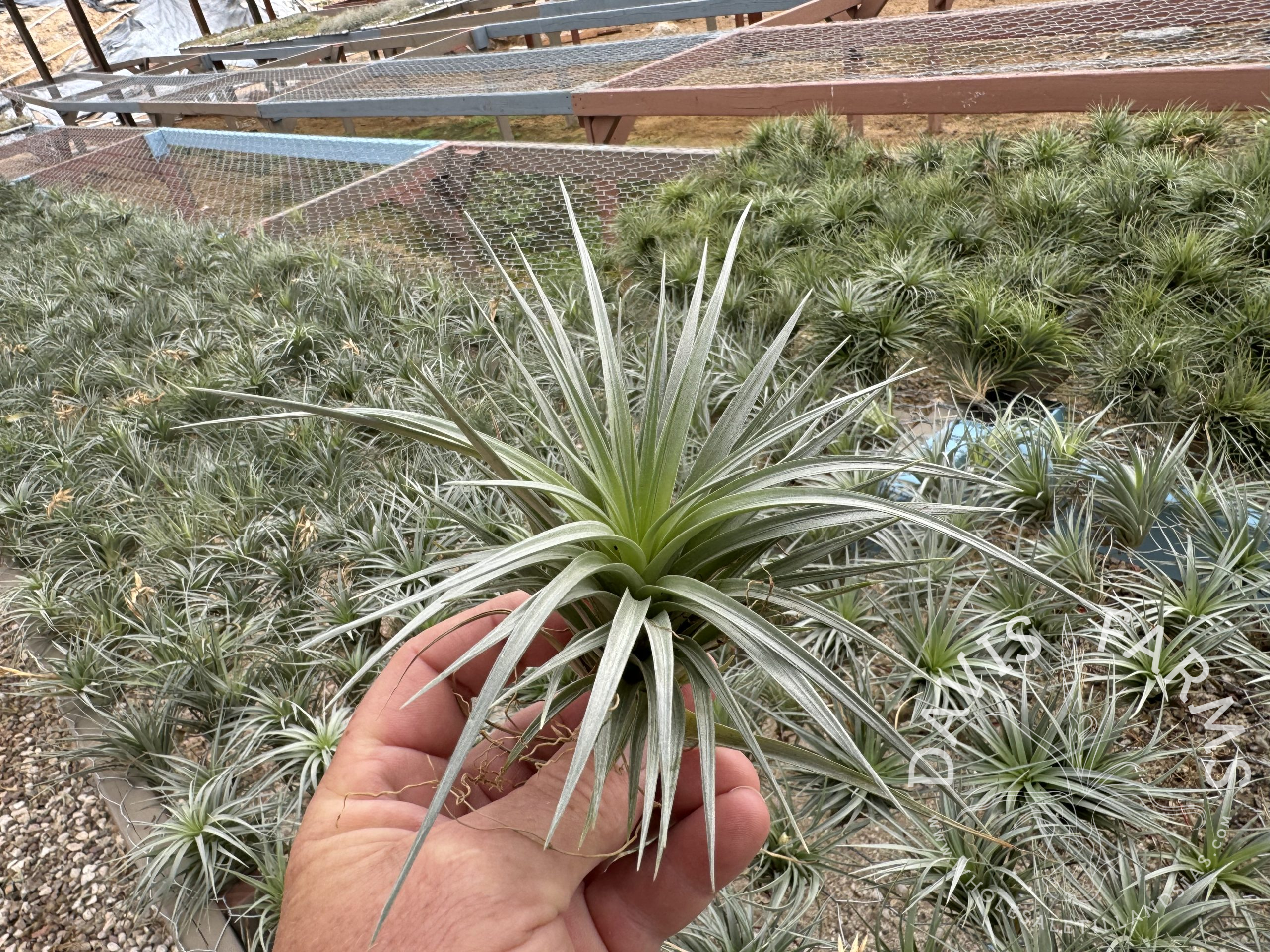 Tillandsia stricta blue angel