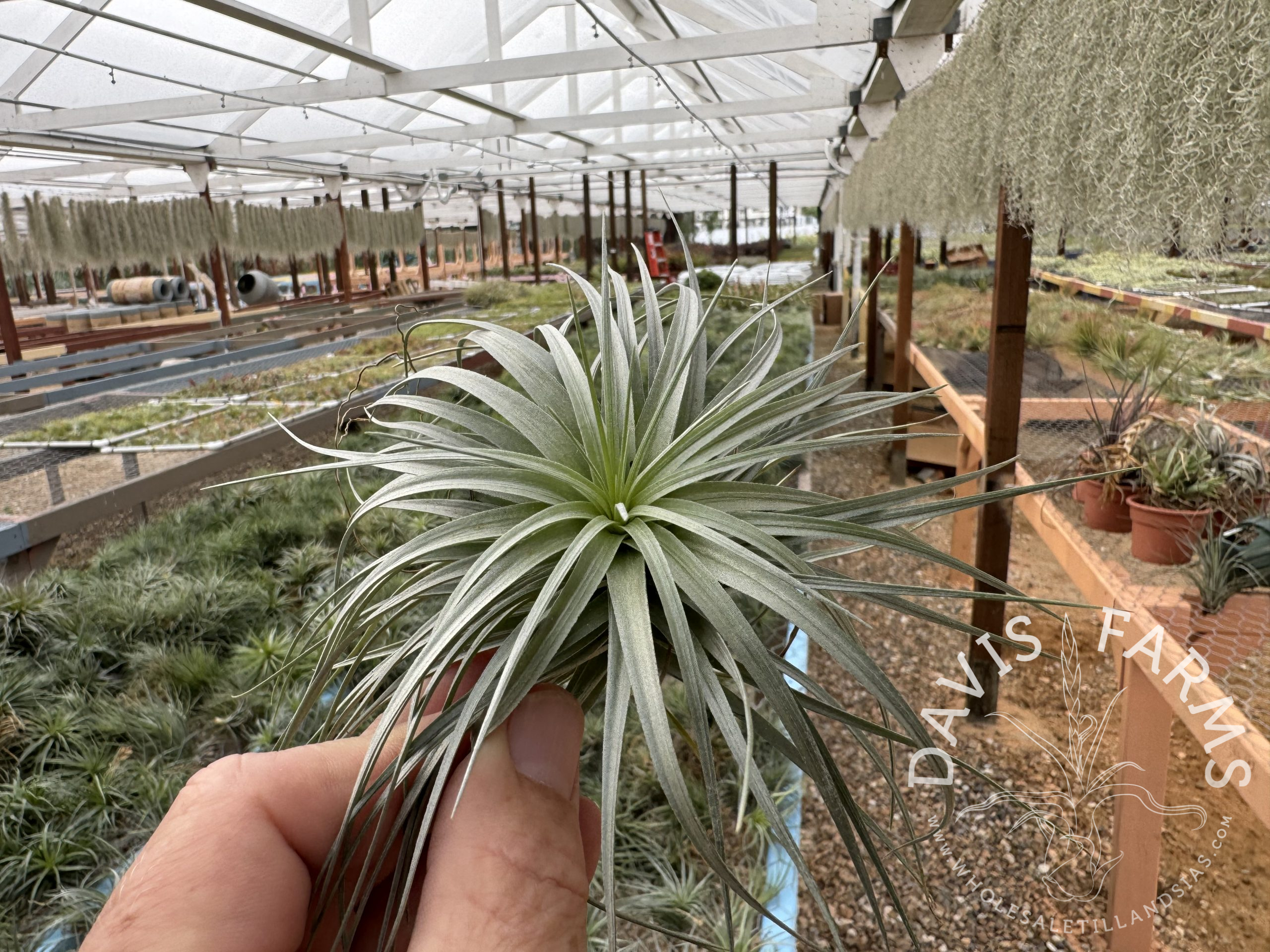 Tillandsia stricta blue angel