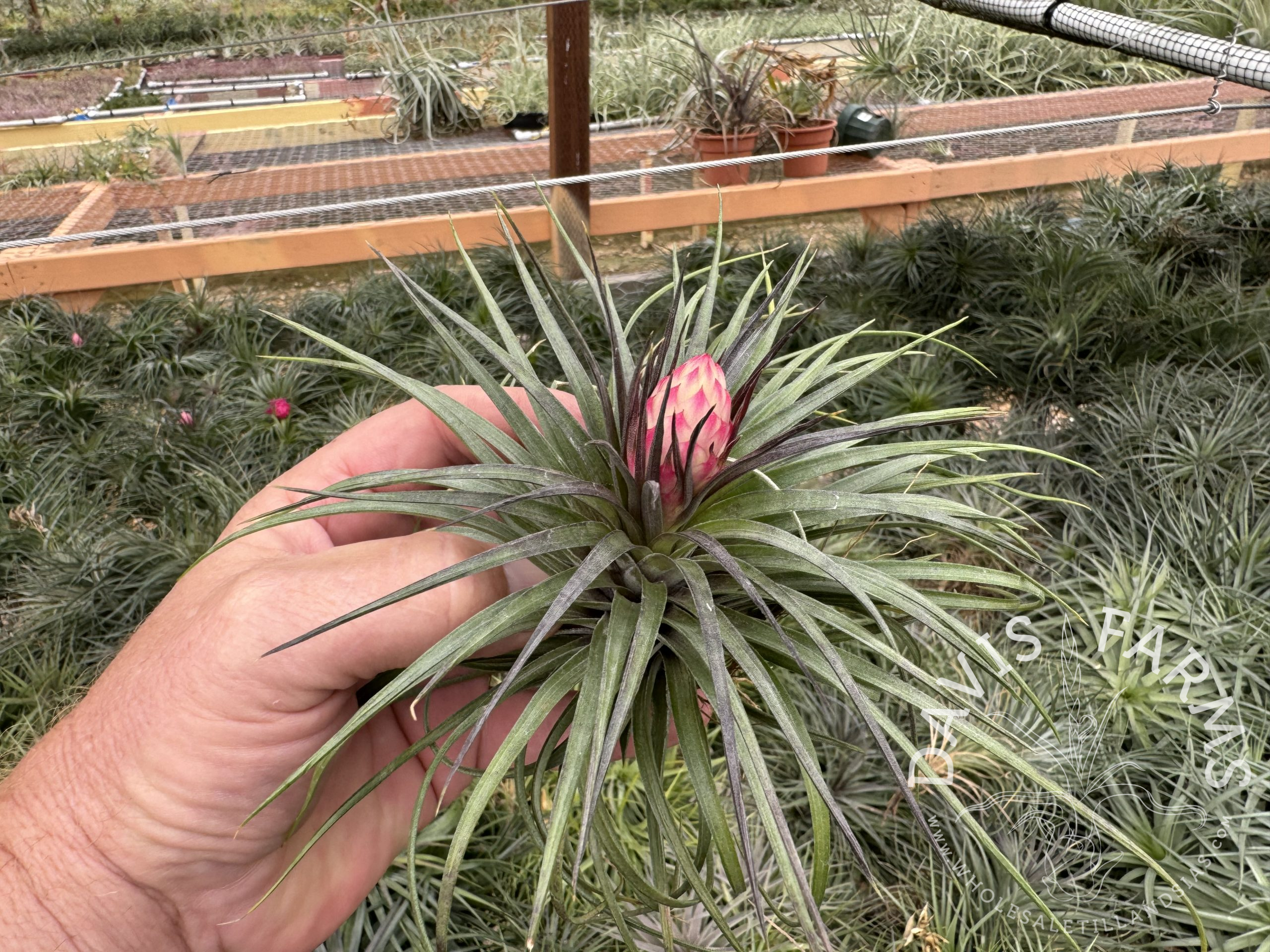 Tillandsia stricta emerald green stiff leaf IN BLOOM