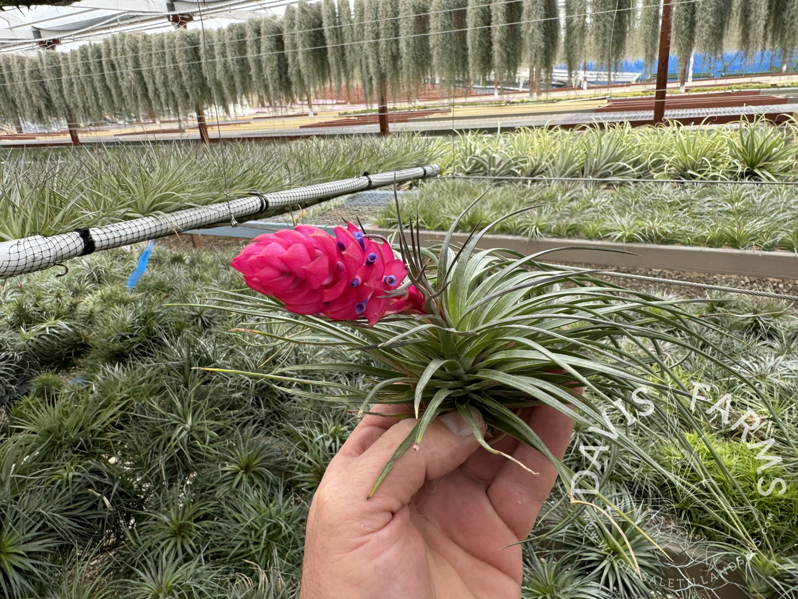 Tillandsia stricta emerald green stiff leaf IN BLOOM