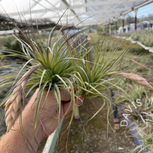 Tillandsia stricta x gardneri (Feather Duster) IN BLOOM