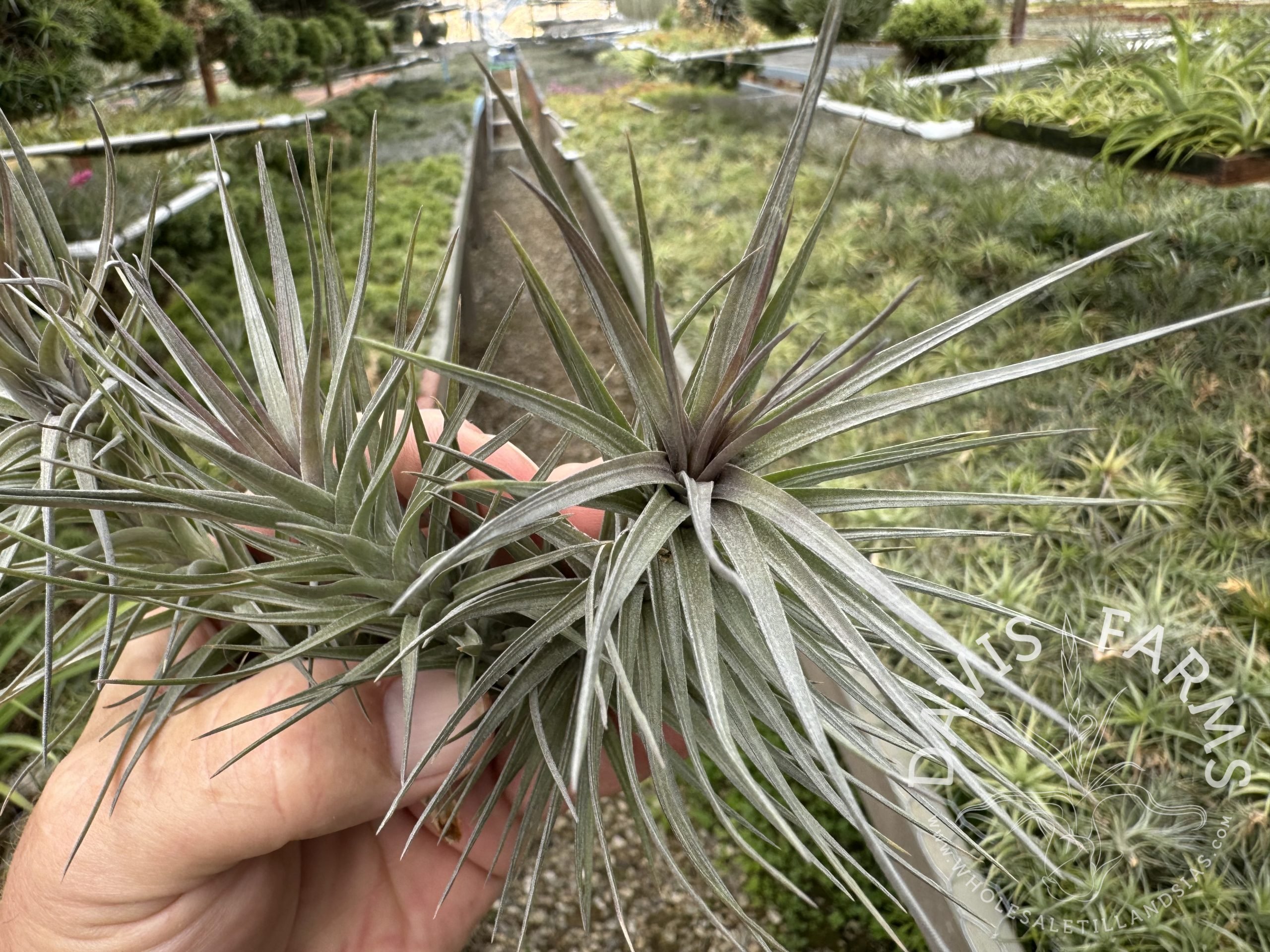Tillandsia araujei purple star