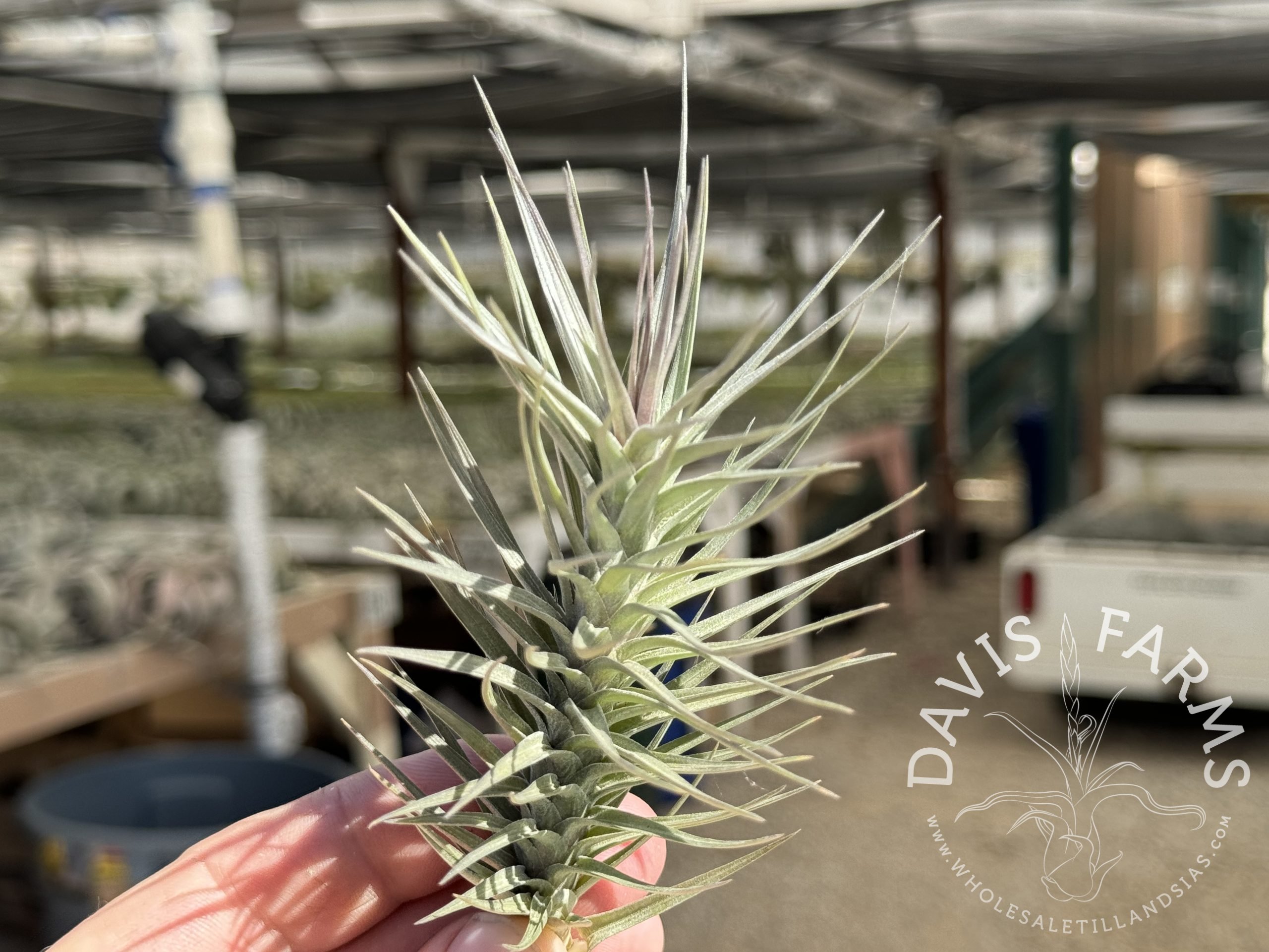 Tillandsia araujei purple star