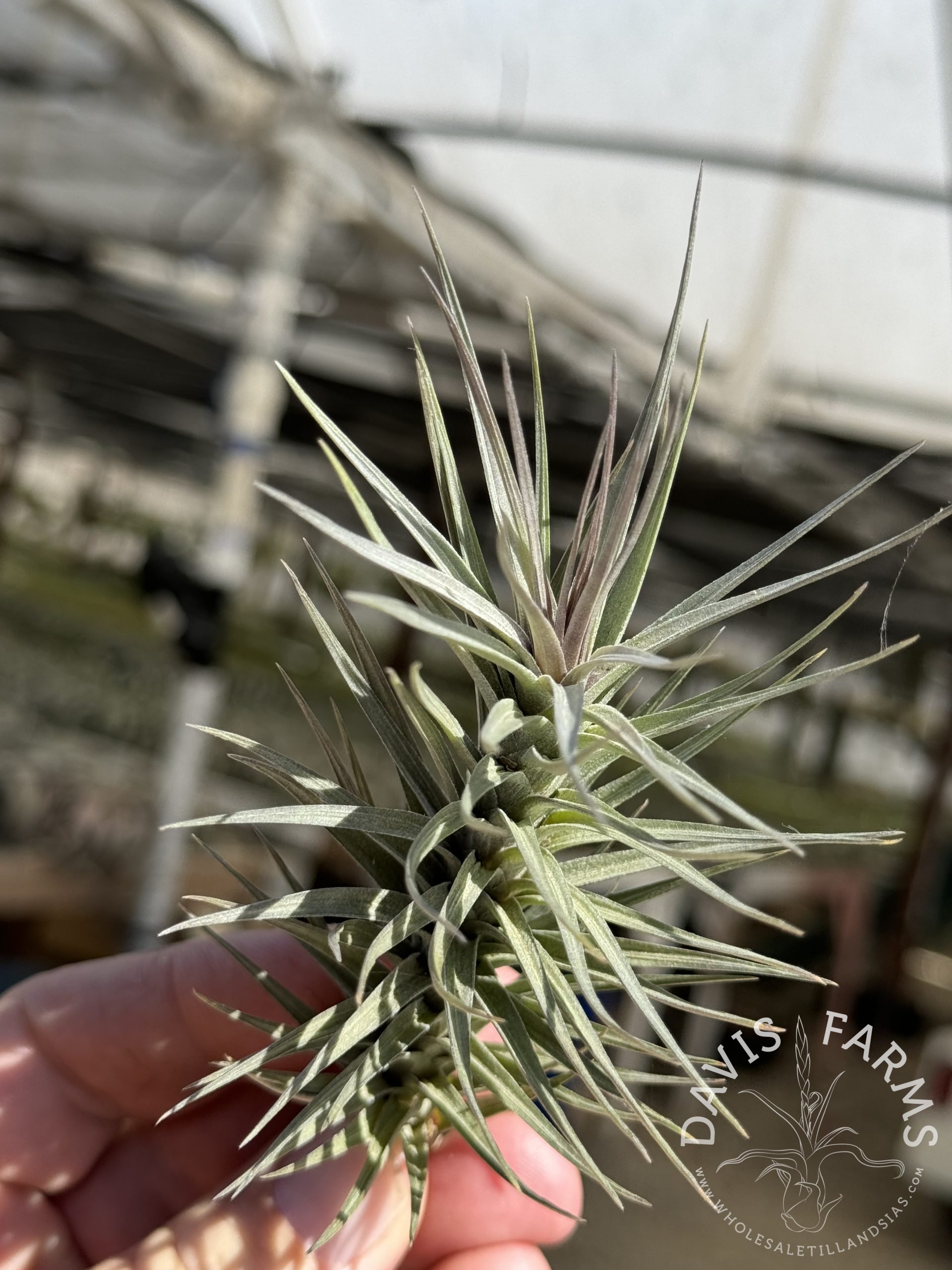Tillandsia araujei purple star