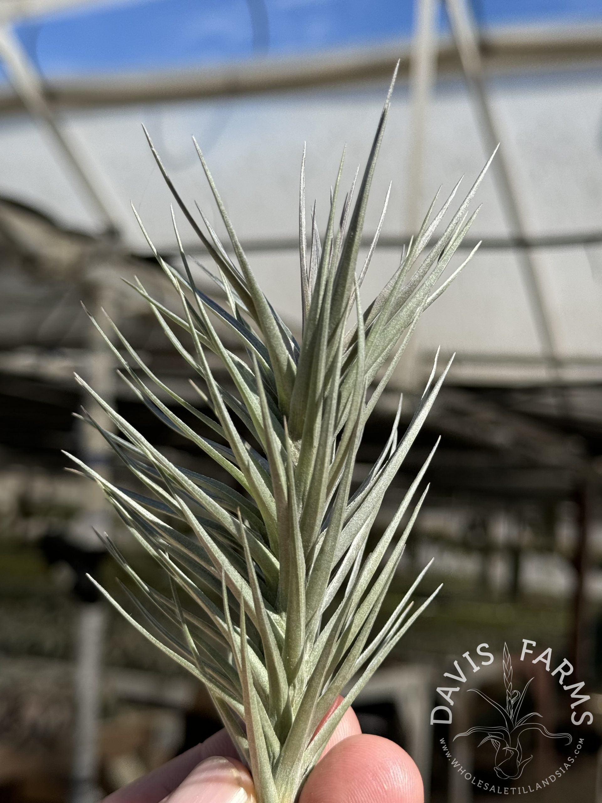 Tillandsia araujei purple star